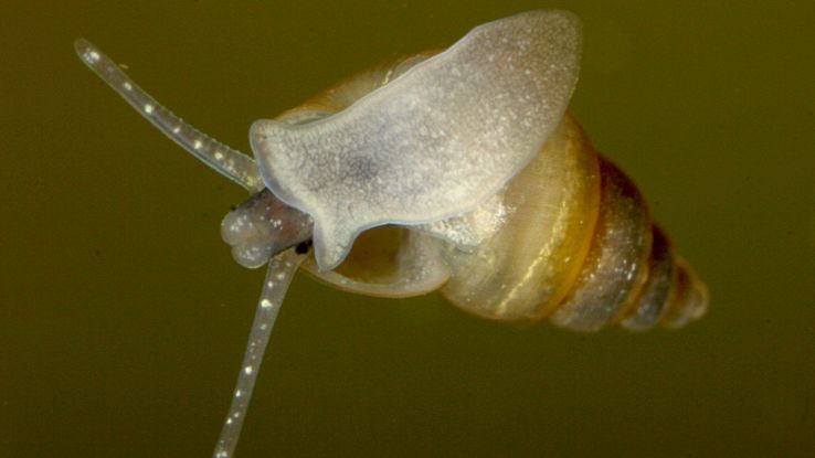 Lumaca invasiva in Italia