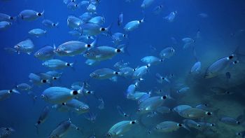 Pesci nel Mediterraneo e il caldo estremo