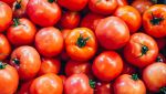 Pomodori delle Galapagos tossici