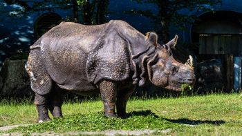 Proteine dei denti fossili del rinoceronte