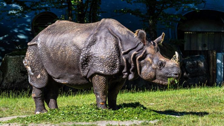 Proteine dei denti fossili del rinoceronte