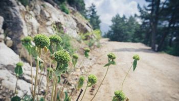 Fiori che crescono in montagna visibili da un sentiero