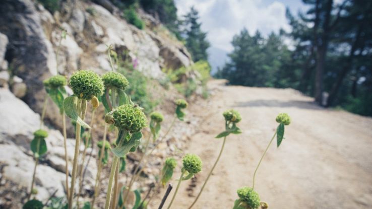 Fiori che crescono in montagna visibili da un sentiero