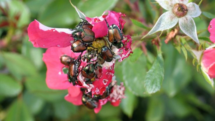 Scarabeo giapponese in Piemonte