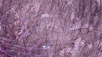 Animali degli abissi oceanici