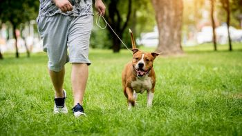 Animali domestici in estate