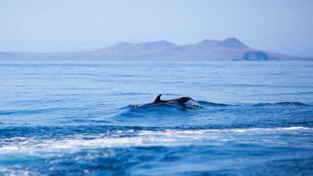 Aumento spiaggiamenti di balene e delfini in Scozia