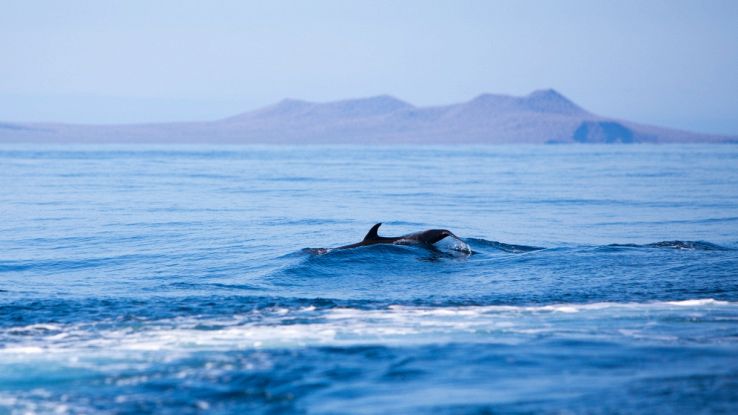 Aumento spiaggiamenti di balene e delfini in Scozia