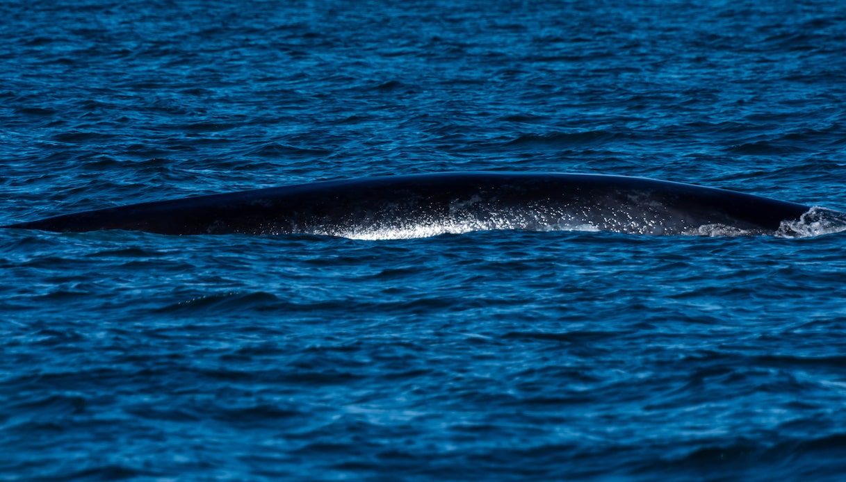 https://wips.plug.it/cips/tecnologia/cms/2025/08/balenottera-azzurra.jpg
