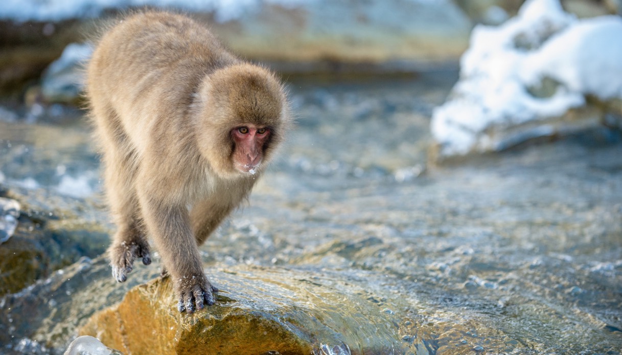 https://wips.plug.it/cips/tecnologia/cms/2025/08/caldo-ed-estinzione-degli-animali.jpg