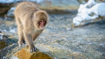 Caldo ed estinzione degli animali