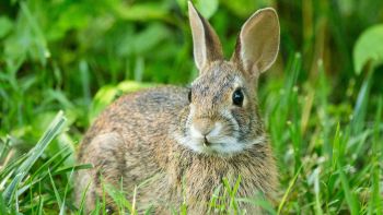 Esemplare di Sylvilagus floridanus
