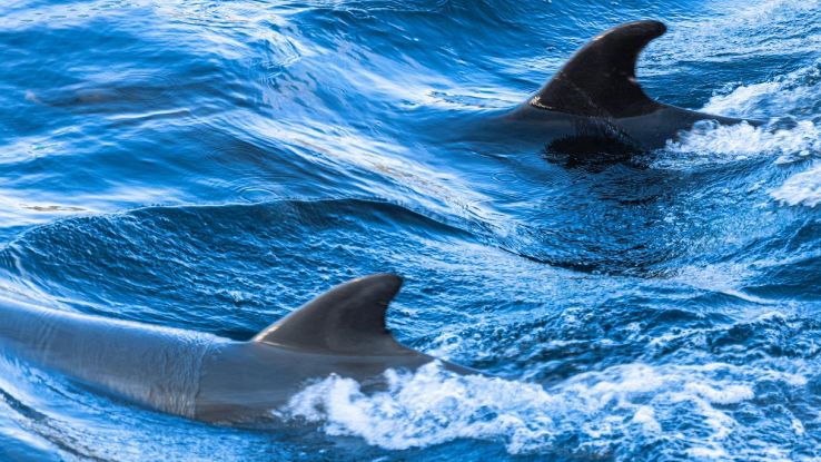 Dove avvistare i delfini in Italia