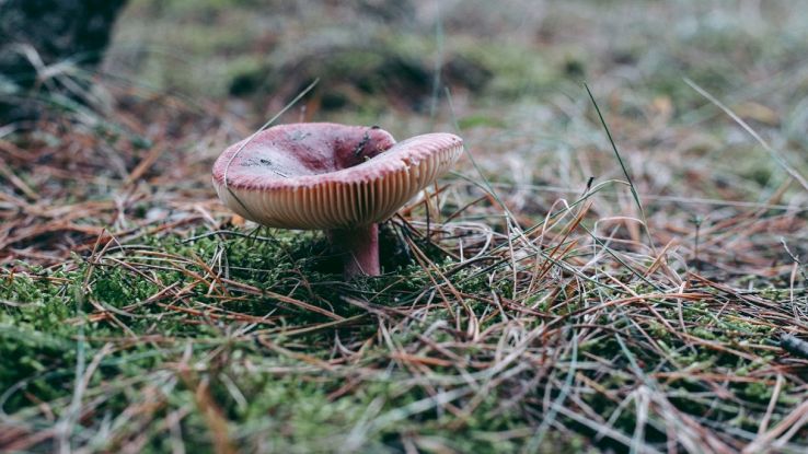 Funghi micorrizi