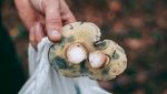Quali sono i funghi più costosi al mondo