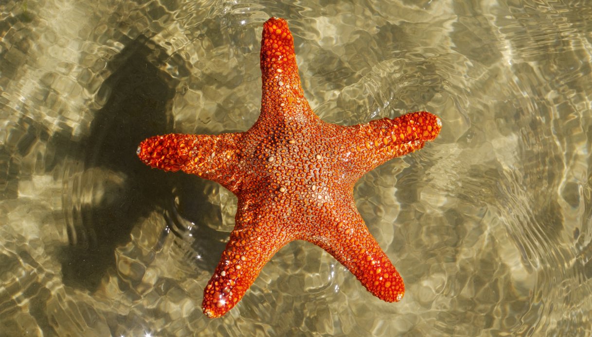 https://wips.plug.it/cips/tecnologia/cms/2025/08/malattia-delle-stelle-marine.jpg