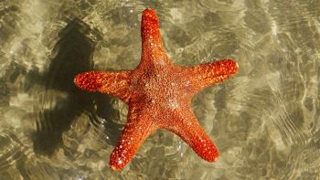 Malattia delle stelle marine