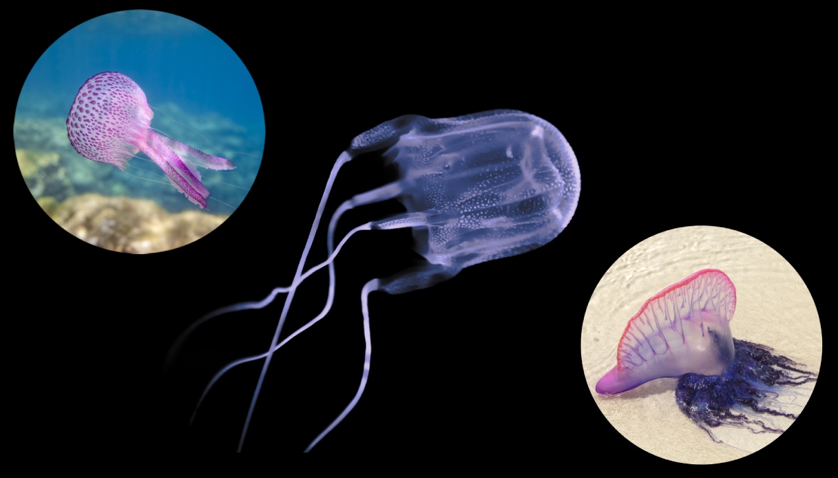 https://wips.plug.it/cips/tecnologia/cms/2025/08/meduse-piu-pericolose-del-mediterraneo.jpg