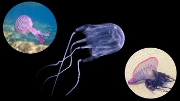 Meduse più pericolose del Mediterraneo