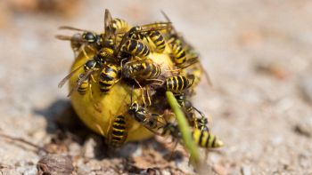 Nidi di vespe radioattive