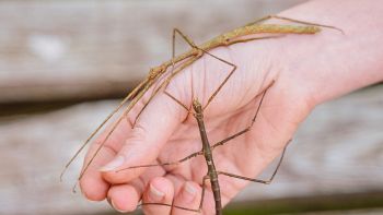 Hanno scoperto una nuova specie di insetto stecco gigante
