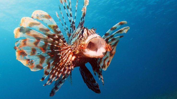 Avvistato pesce scorpione