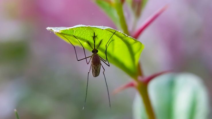 Zanzare e vespe, le piante per tenerle lontane