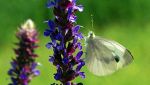 Questa specie di farfalla è stata avvistata per la prima volta in Gran Bretagna