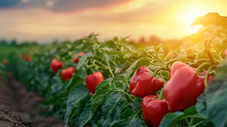 Proteggere le piante dell'orto dal caldo