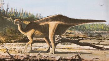 Scoperta una nuova specie di dinosauro