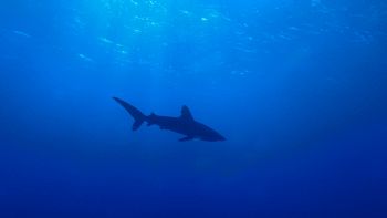 Giovane esemplare di squalo mako avvistato in Salento