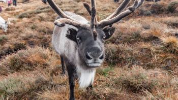 Stress termico per le renne in Lapponia