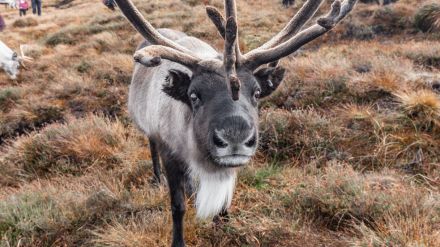 Stress termico per le renne in Lapponia