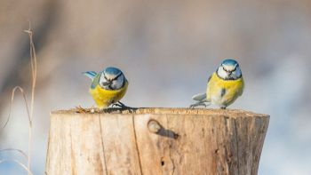 Questi uccelli divorziano
