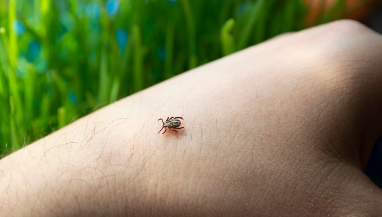 https://wips.plug.it/cips/tecnologia/cms/2025/08/zecca-malattia-lyme.jpg