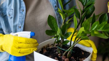 Cura delle piante in inverno