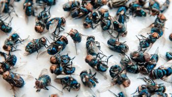 Declino degli insetti