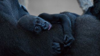 Cucciolo di gorilla