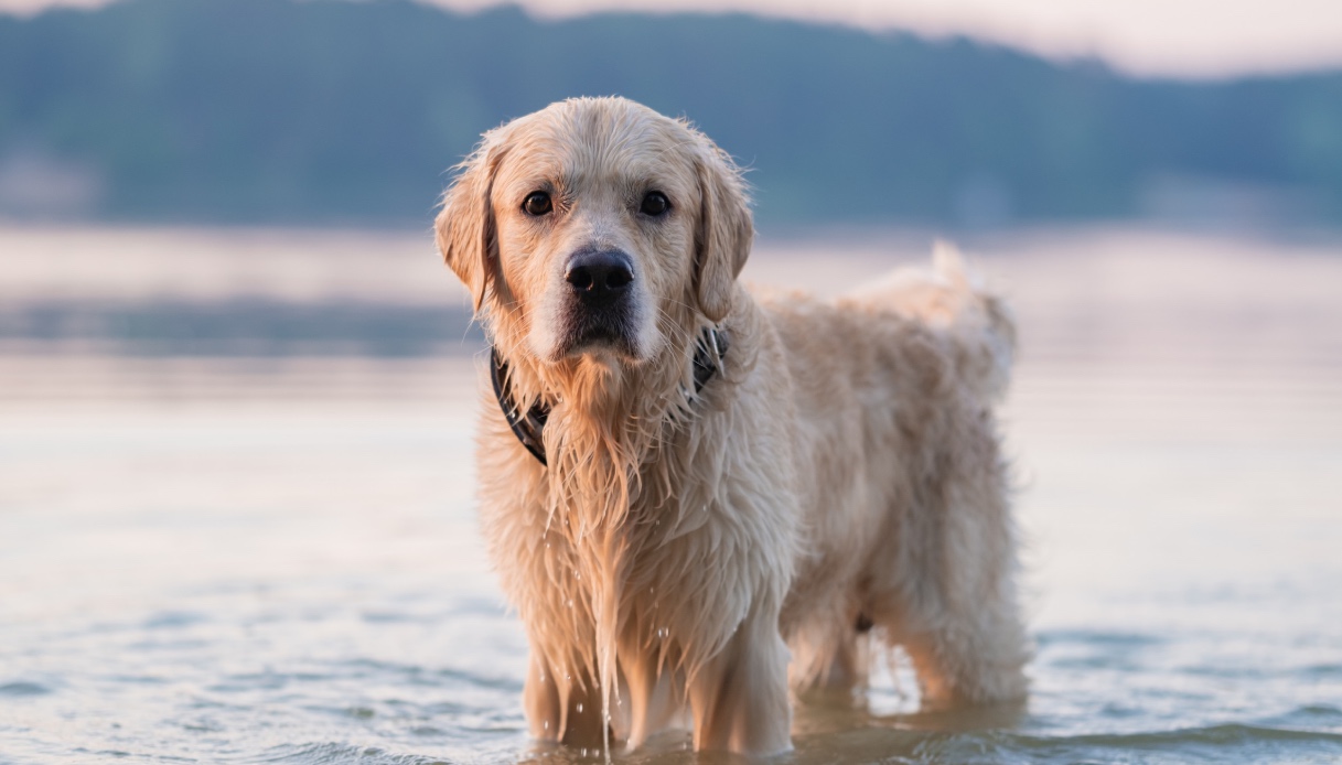 https://wips.plug.it/cips/tecnologia/cms/2025/09/gene-malattia-golden-retriever.jpg