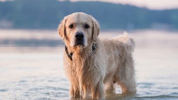 Gene malattia Golden Retriever
