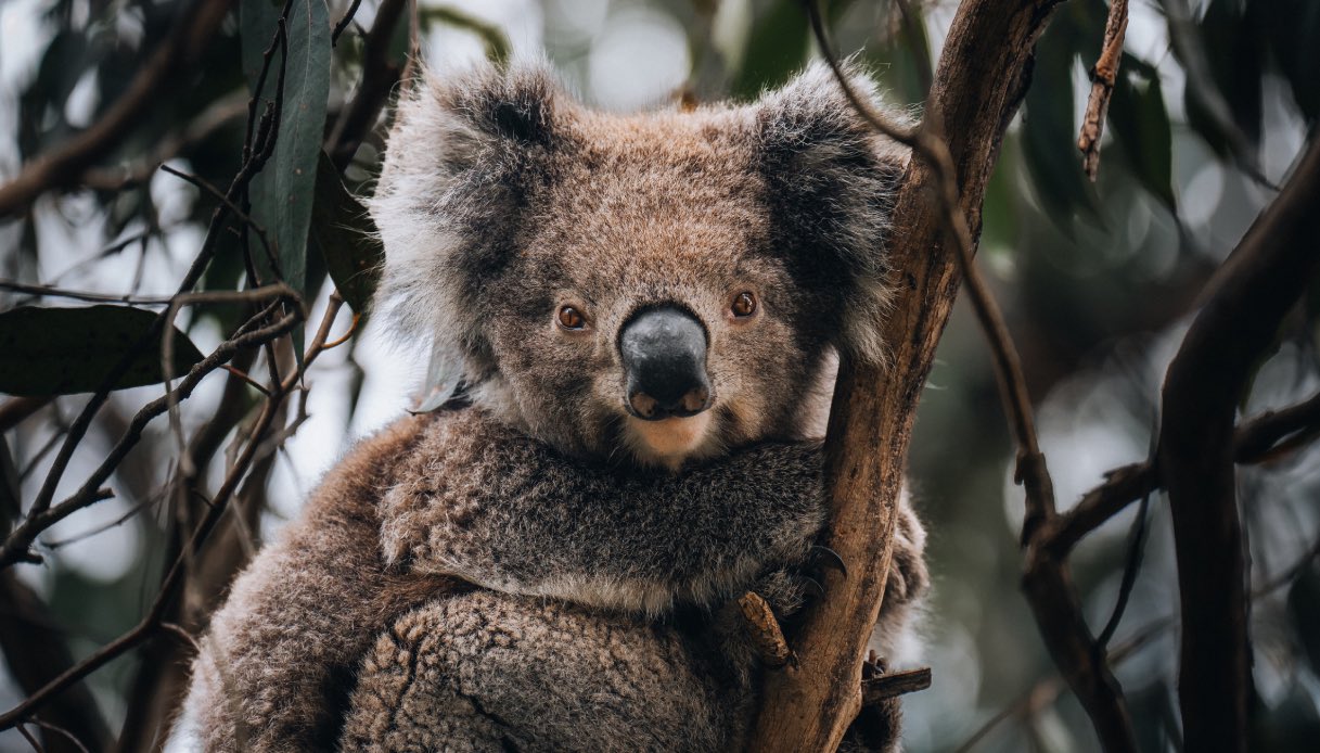 https://wips.plug.it/cips/tecnologia/cms/2025/09/koala-a-rischio-estinzione.jpg