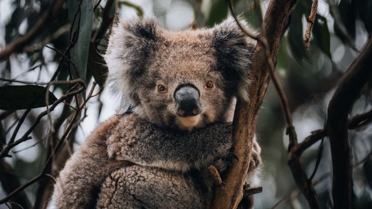 Koala a rischio estinzione