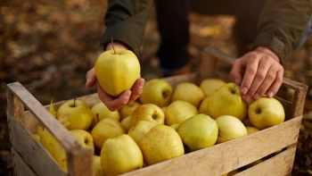 Mele più dolci per il cambiamento climatico