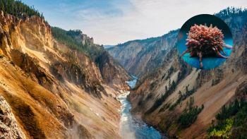 Microbo scoperto a Yellowstone