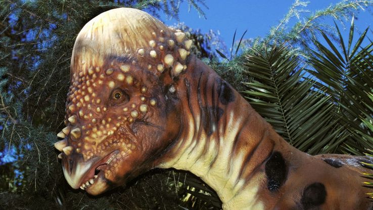 Pachicefalosauro