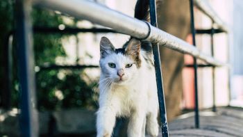Quali sono i rumori che i gatti odiano