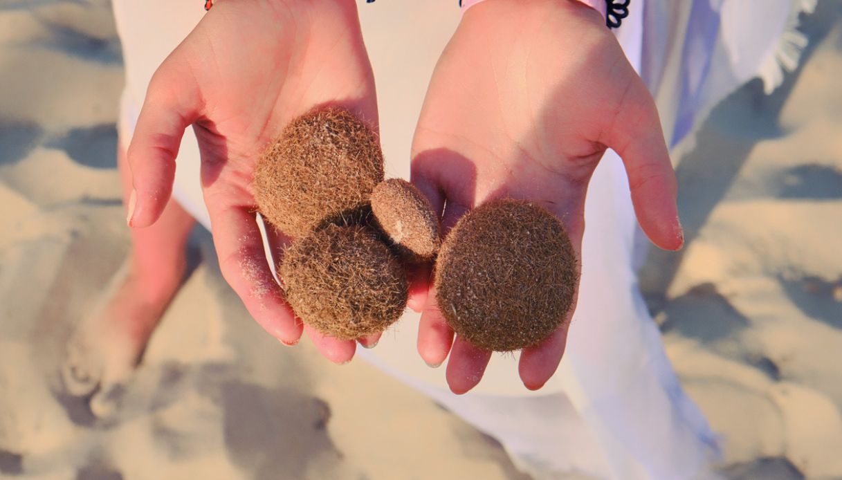 https://wips.plug.it/cips/tecnologia/cms/2025/09/sfere-di-nettuno-spiagge-mediterraneo.jpg