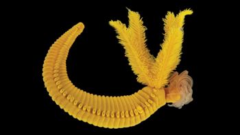 Verme degli abissi Paralvinella hessleri