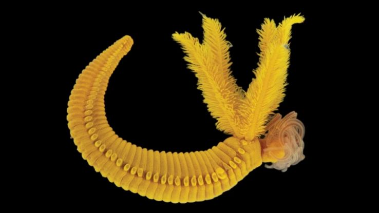 Verme degli abissi Paralvinella hessleri