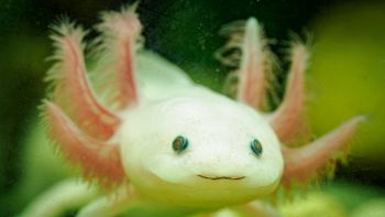 L'animale che può farsi ricrescere gli arti con lo stress